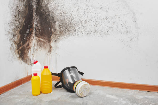  Connelly Springs, NC Mold Removal Pros