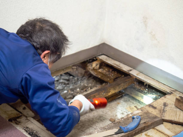 Best Basement Mold Remediation in Connelly Springs, NC