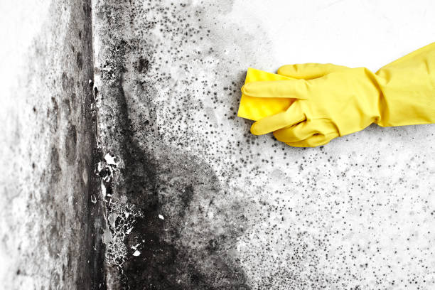 Best Post-Flood Mold Remediation in Connelly Springs, NC