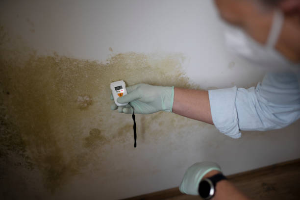Best White Mold Remediation in Connelly Springs, NC